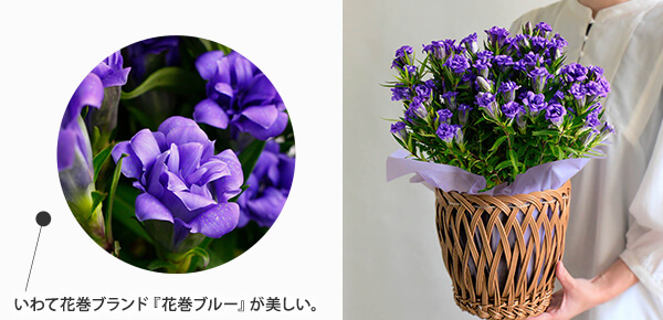 hV̓@Auǂ@EṽsbNAbv|Cg