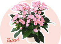 敬老の日 鉢植え