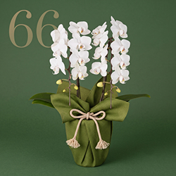鉢植え「長寿を祝う胡蝶蘭～翠寿～」