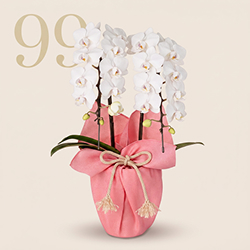 鉢植え「長寿を祝う胡蝶蘭～白寿～」