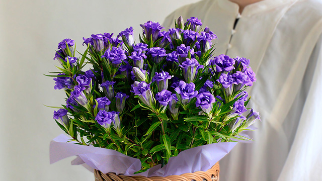 イイハナ・ドットコム 敬老の日 鉢植え「りんどう 蒼孔雀」画像