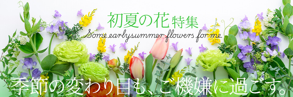 ���Ẳԃv���[���g�E�M�t�g���W2026���C���r�W���A���摜