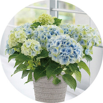 �X�^�C������I�� ���A��