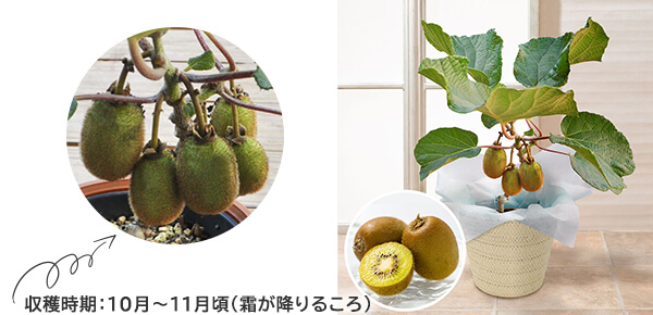 ̓@Auʎ@S[fLECṽsbNAbv|Cg