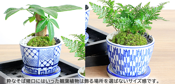 ̓@ϗtAuCHOKO GREEN@VmupLṽsbNAbv|Cg