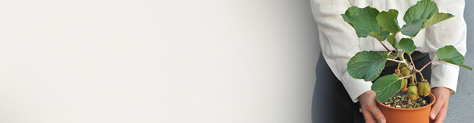 ���A�����o���w�i�摜