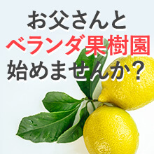 ��̔��������I�Ί炪�݂�����y�ԂƃO�����̃Z�b�g�z