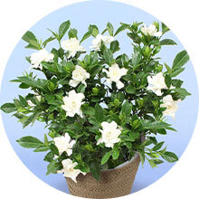 ���A���o�i�[�A�C�R��