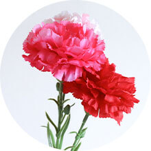 �J�[�l�[�V����