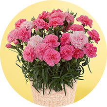 ��̓� ���A��