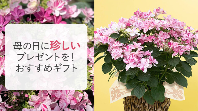 珍しい花ギフト