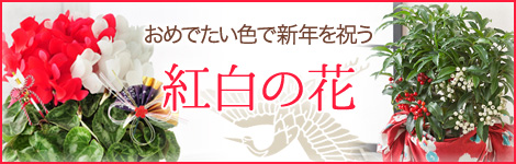 �g���̂���
