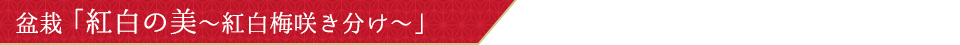 �~�́u�g���̔��`�g���~�炫�����`�v