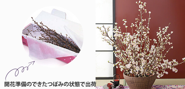 @ԑû݂`LṽsbNAbv|Cg