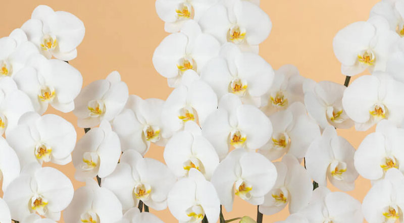 お正月の花 梅