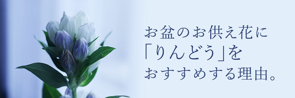 ���~�̂������̉ԂɁu�����h�E�v���������߂��������R