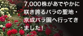 7,000株があでやかに咲き誇るバラの聖地・京成バラ園へ行ってきました！