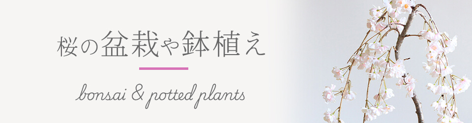 ���A�����o���w�i�摜