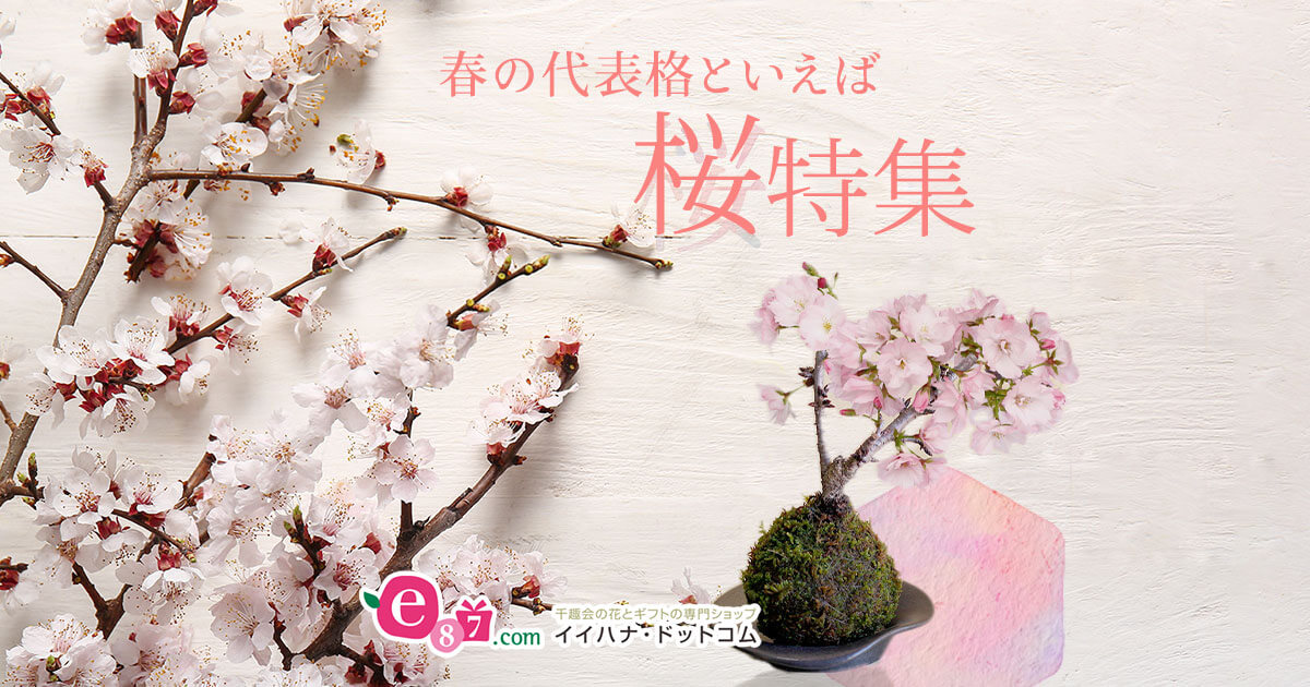 桜のフラワーギフト・プレゼント特集2026｜イイハナ