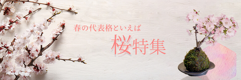 ���̃t�����[�M�t�g�E�v���[���g���W2026���C���r�W���A���摜