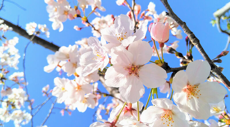 桜の花びらの特徴って？