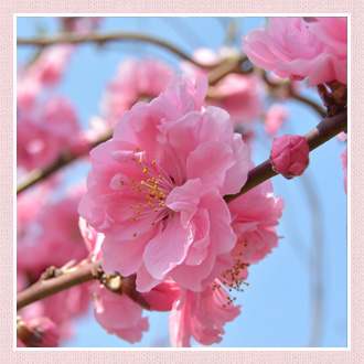 ラブリー桃花 言葉 最高の花の画像