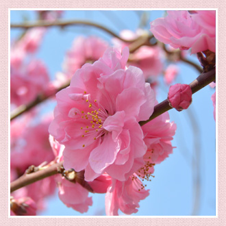 桃 もも の花言葉は 桃はいつの誕生花 イイハナ