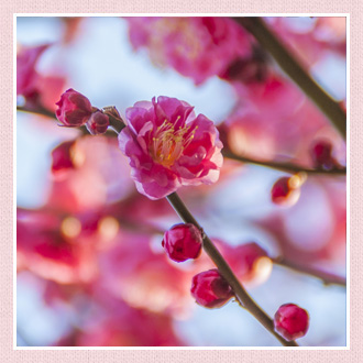 梅 うめ の花言葉は 梅はいつの誕生花 イイハナ