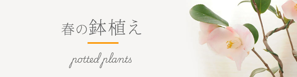 ���A�����o���w�i�摜