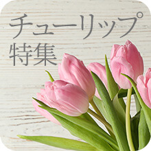 �`���[���b�v���W2026