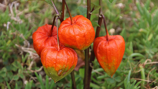 ホオズキ（鬼灯）の花言葉は？季節や特徴、楽しみ方をご紹介！｜イイハナ