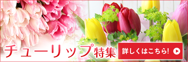 チューリップの種類 チューリップの花プレゼント ギフト特集 イイハナ