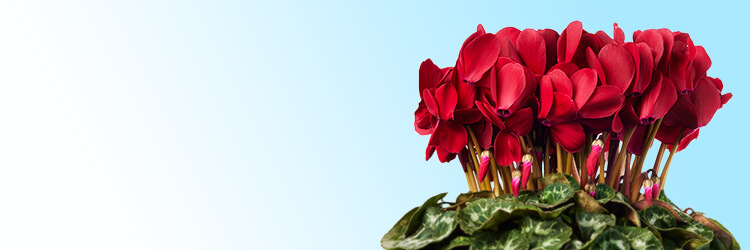 EB^[t[Mtg VNW C[W摜