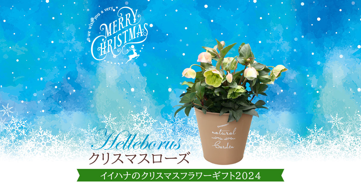 クリスマスローズ|クリスマスギフト・プレゼント特集2024|イイハナ クリスマスローズ|クリスマスギフト・プレゼント特集2024|イイハナ