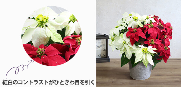 AuvZ`A~bNXṽsbNAbv|Cg