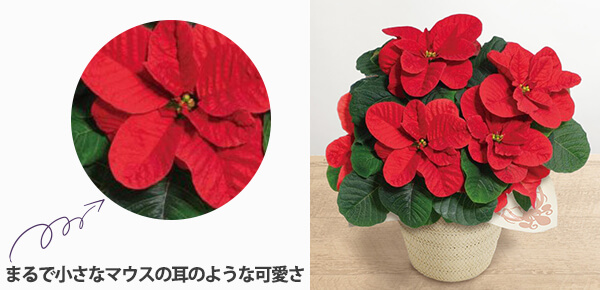 Au|CZ`A@}EXṽsbNAbv|Cg