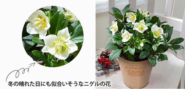 AuNX}X[Y@jQṽsbNAbv|Cg