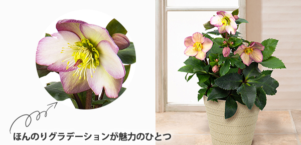 AuNX}X[Y@XKN@sReBṽsbNAbv|Cg