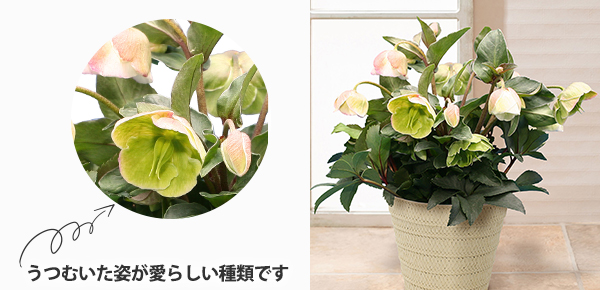 AuNX}X[Y@EB^[xṽsbNAbv|Cg