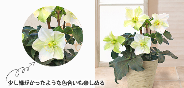 AuNX}X[Y@XKN@zCgṽsbNAbv|Cg