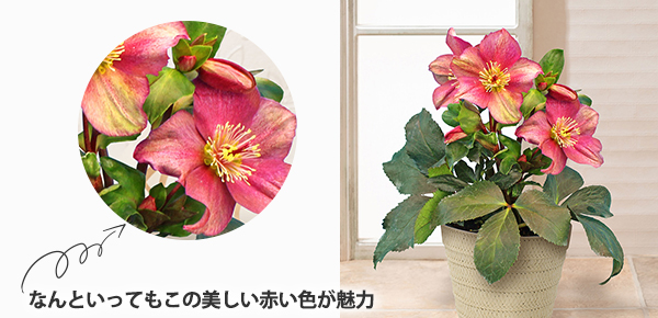 AuNX}X[Y@XKN@bhṽsbNAbv|Cg