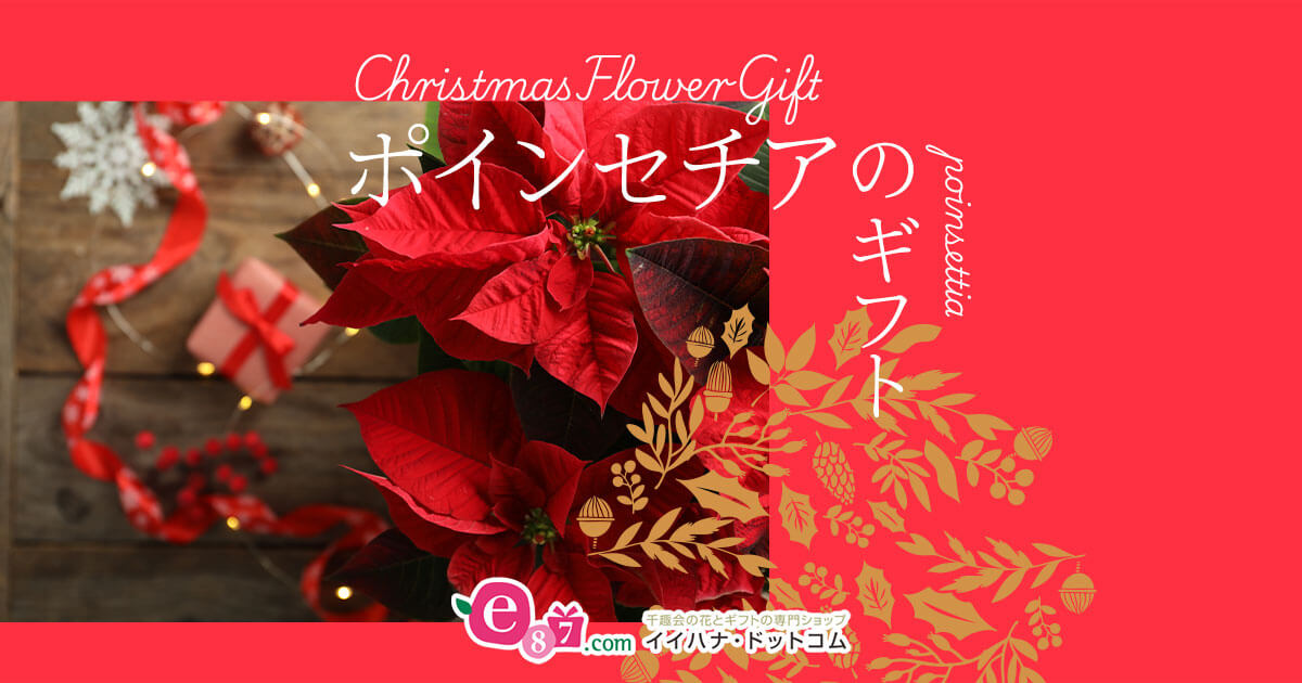 華やかなクリスマスを演出するポインセチア｜クリスマスギフト