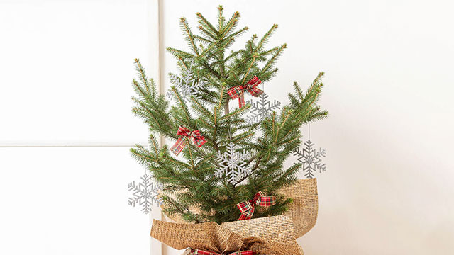 鉢植え「育てるクリスマスツリー　ドイツトウヒ」