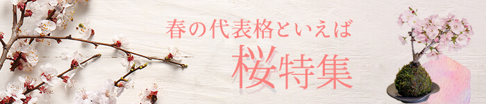 桜特集