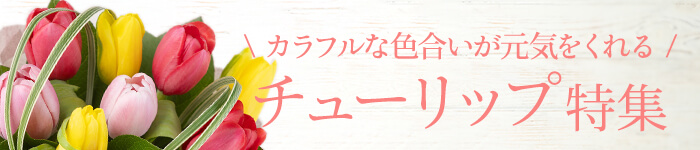 チューリップ特集